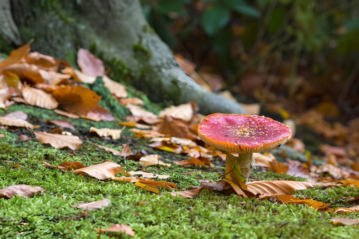Vliegenzwam met herfstbladeren 2