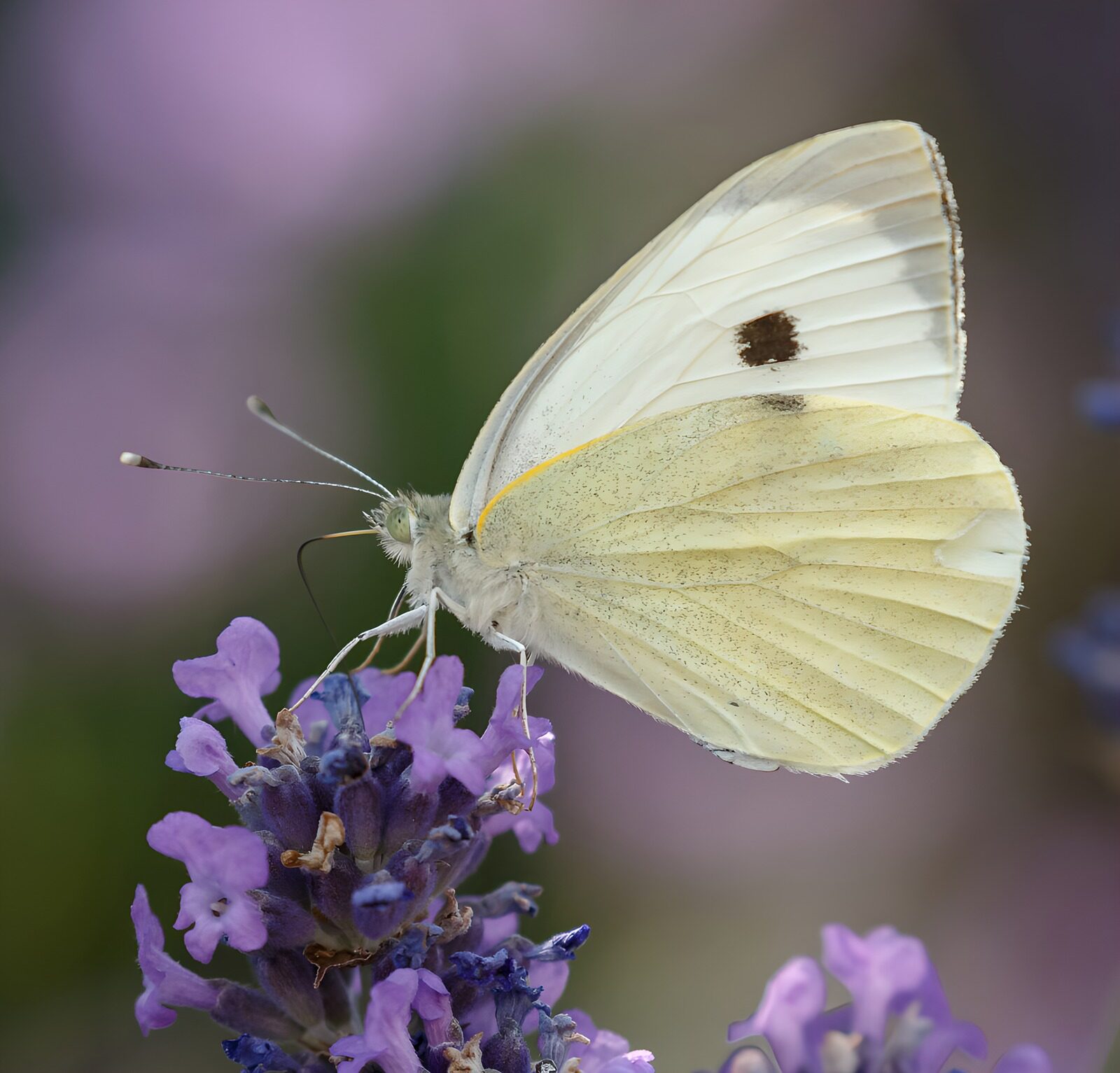 TP92955: Witte vlinder op paarse bloemen