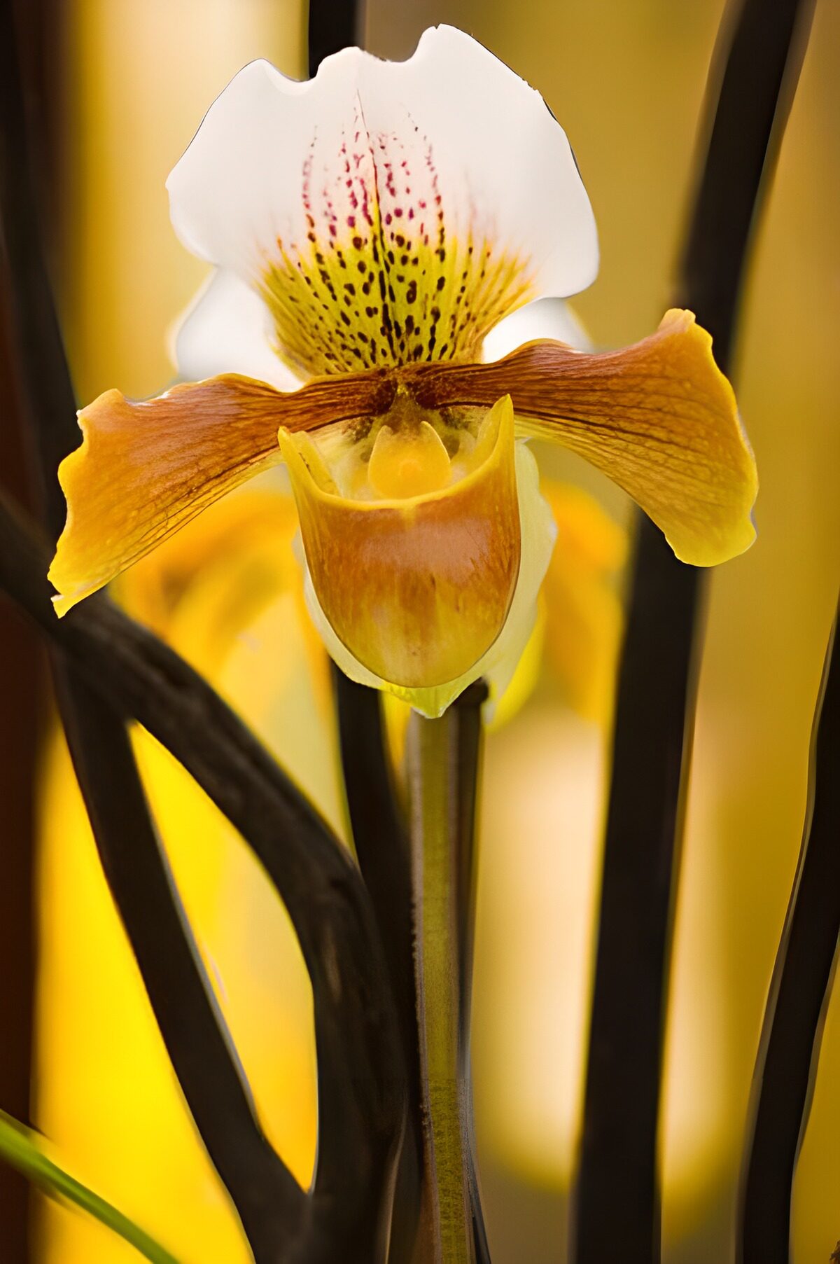Orchideee