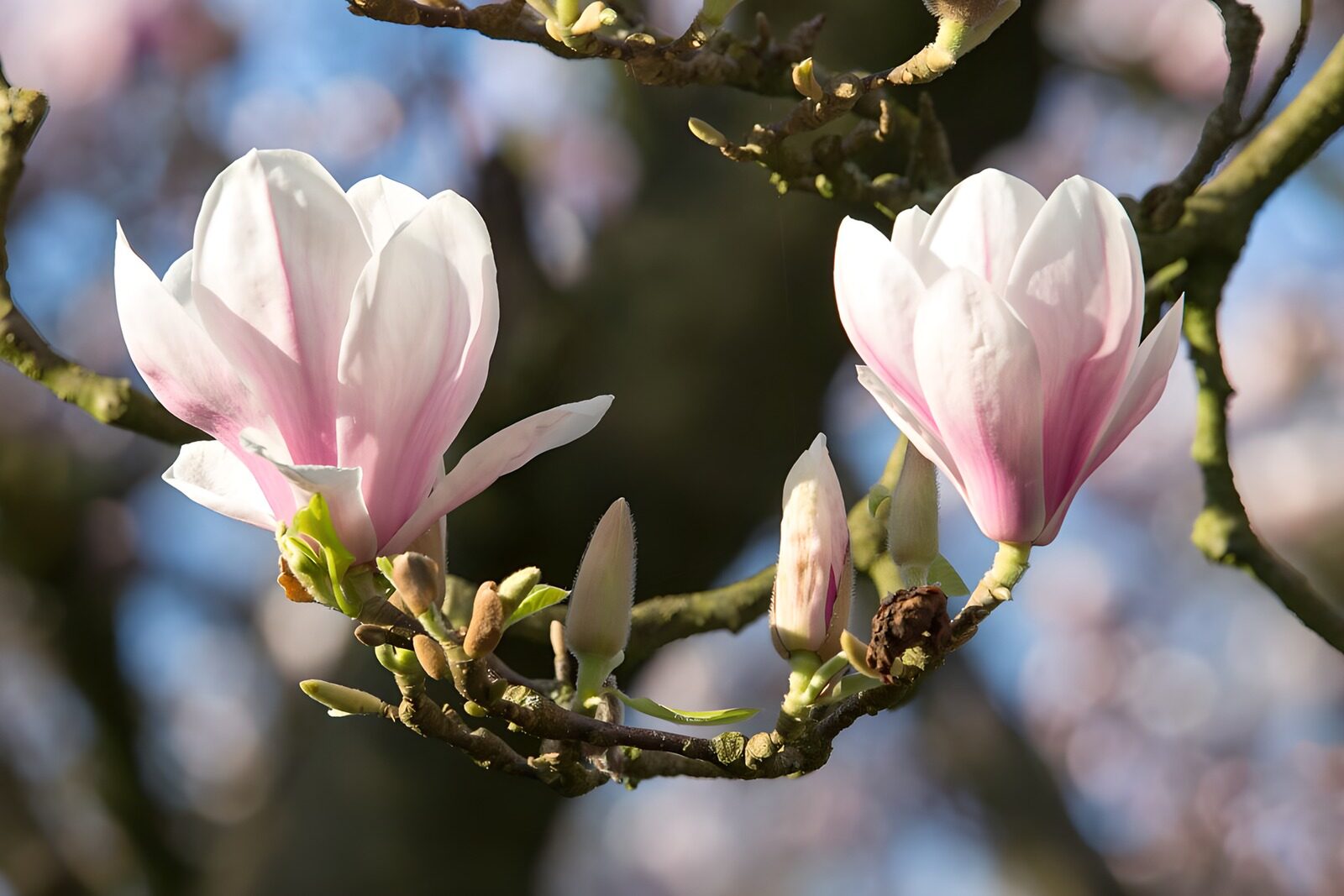 TP16386: Prachtige magnoliabloemen in bloei