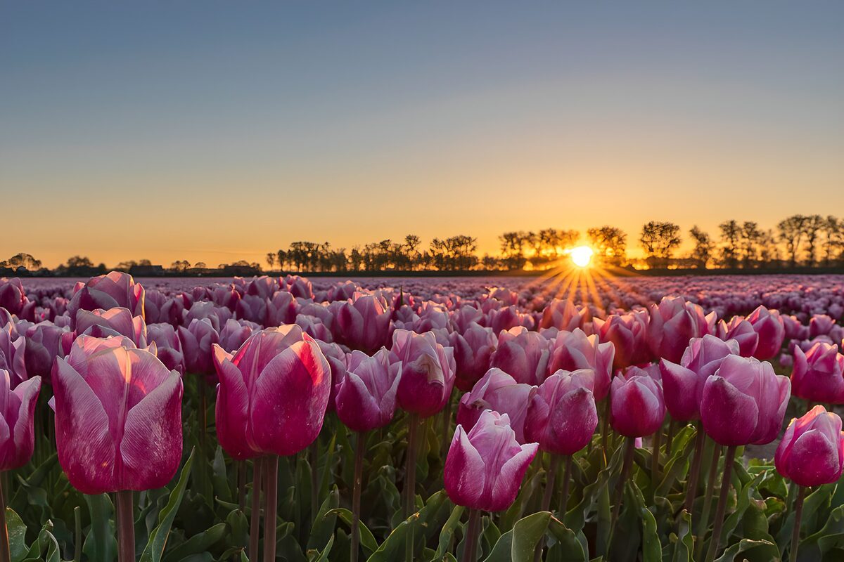 Zonsopgang boven de tulpenvelden