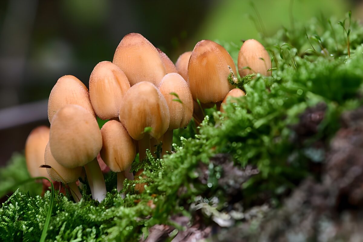 TP16693: Schattige paddenstoelen op mos