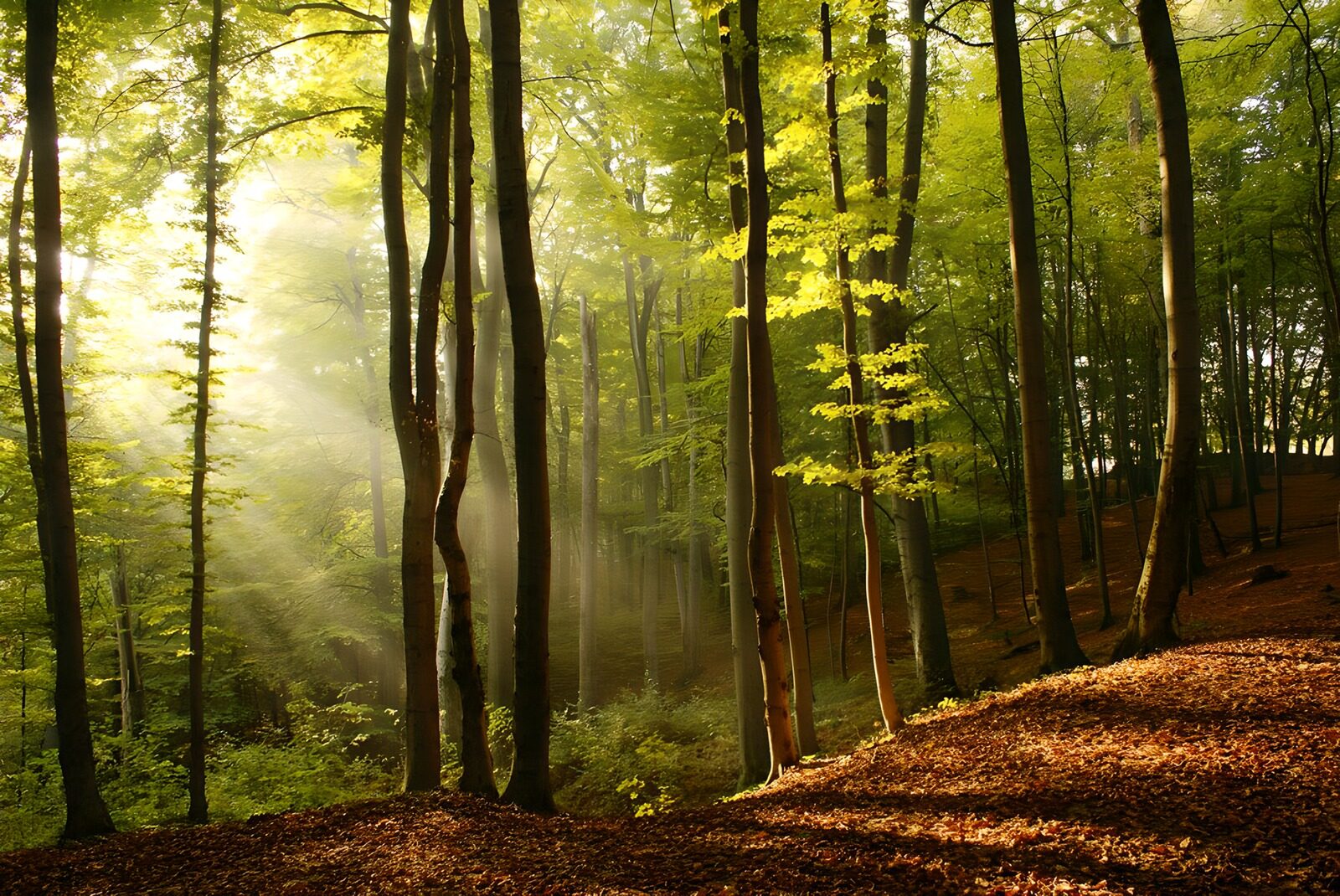 TP80193: Zonnestralen in het bos