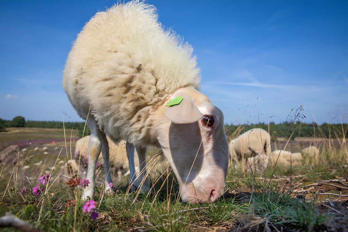 Schapen in de natuur