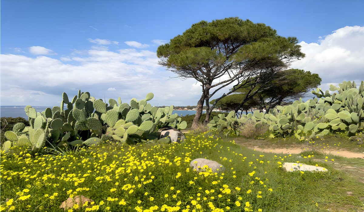 Zonovergoten kust met cactus en bloemen