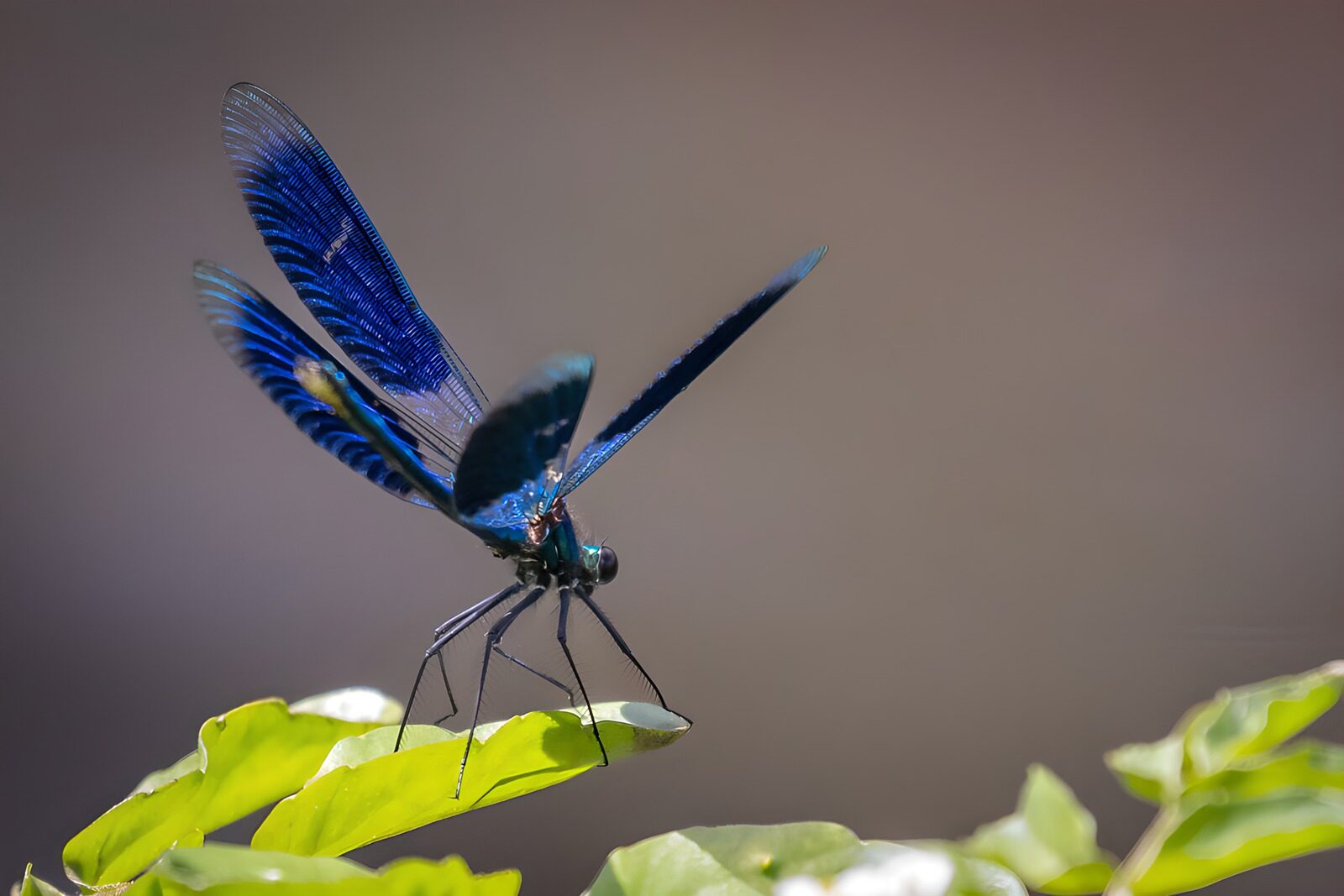 TP48147: Blauwe libel op blad