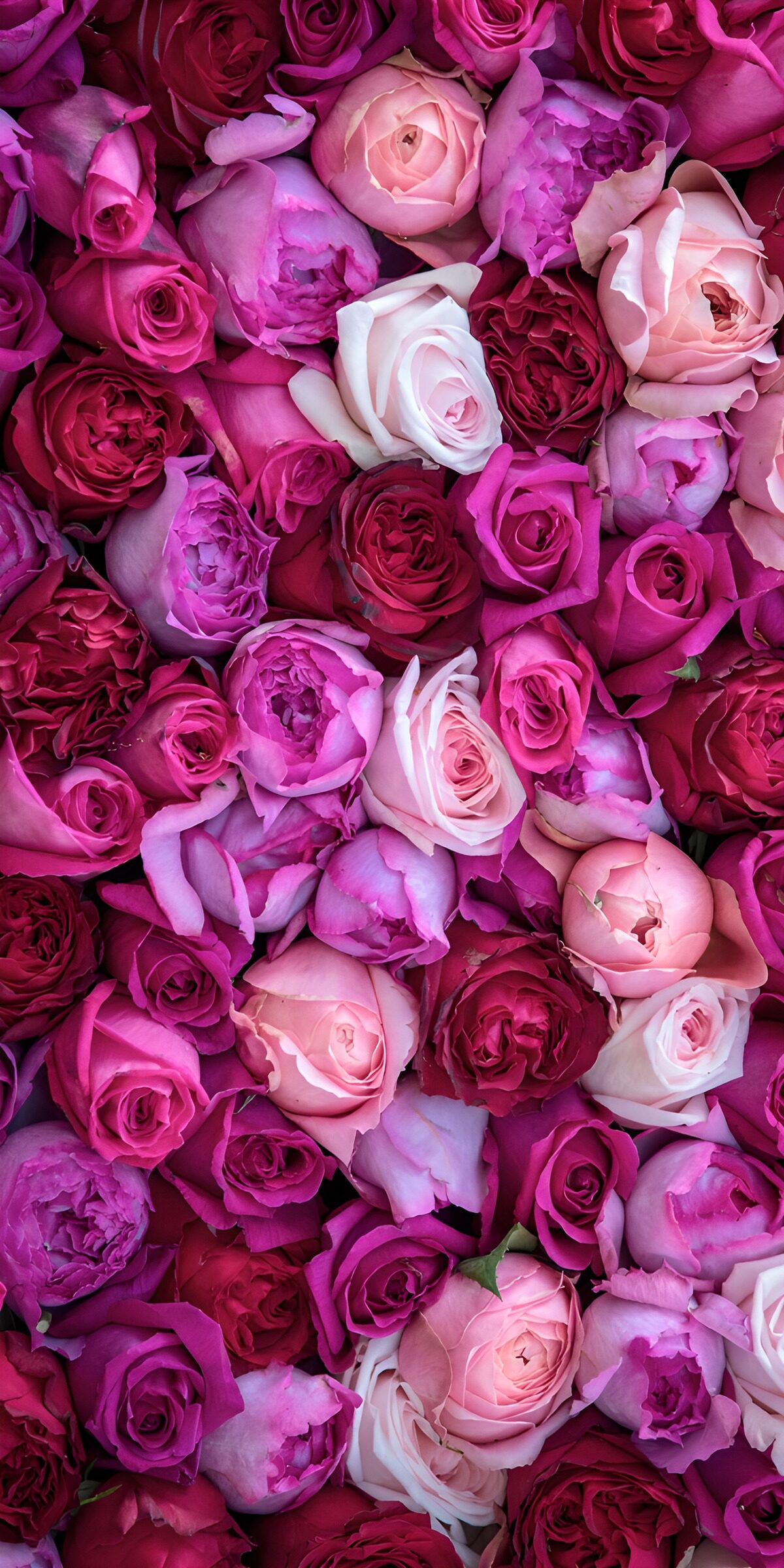Rozen palet roze-rood