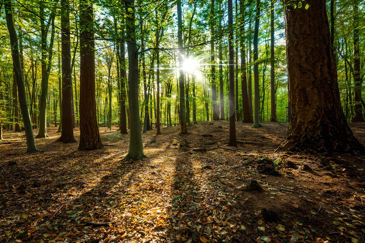 Magnifieke Zonnestralen in het Bos
