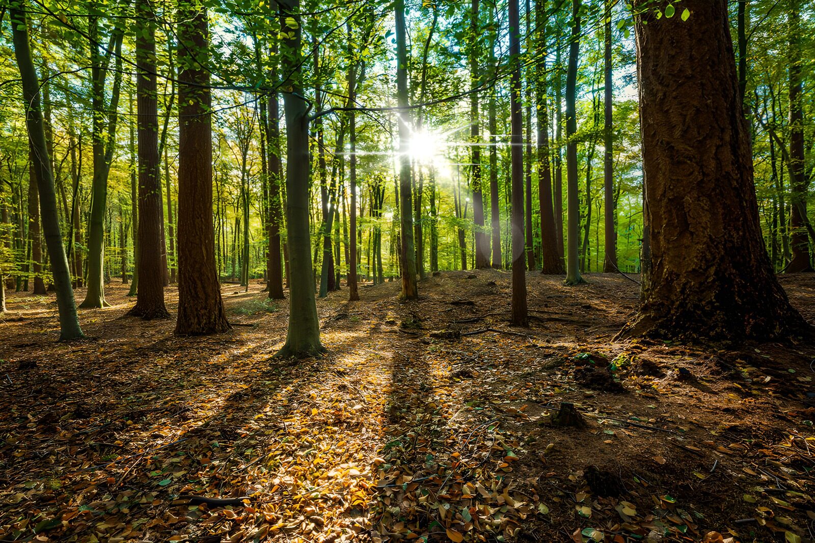 TP25279: Magnifieke Zonnestralen in het Bos
