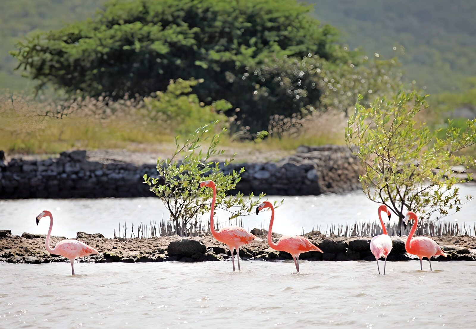 TP97561: Flamingo's aan de oever van rivier