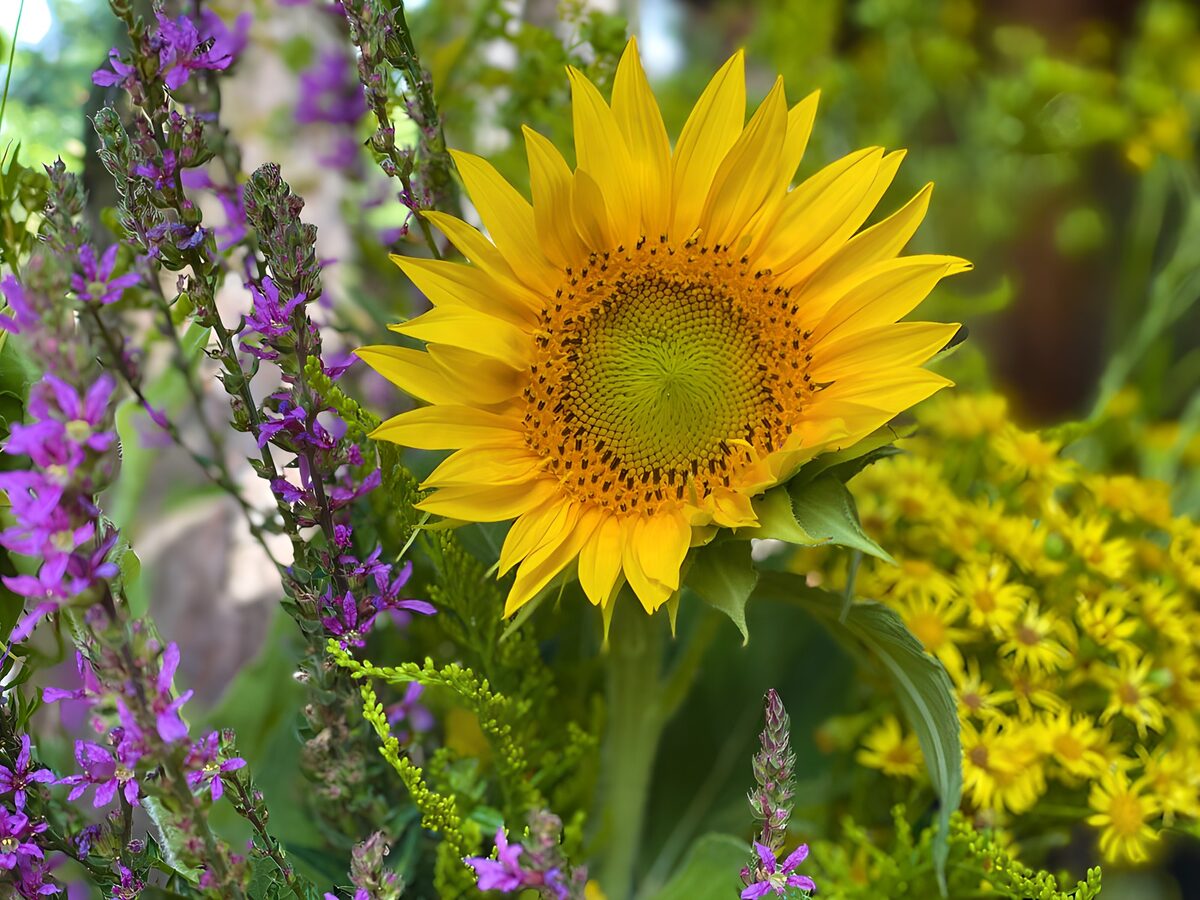 Zonnige zonnebloem en wilde bloemen