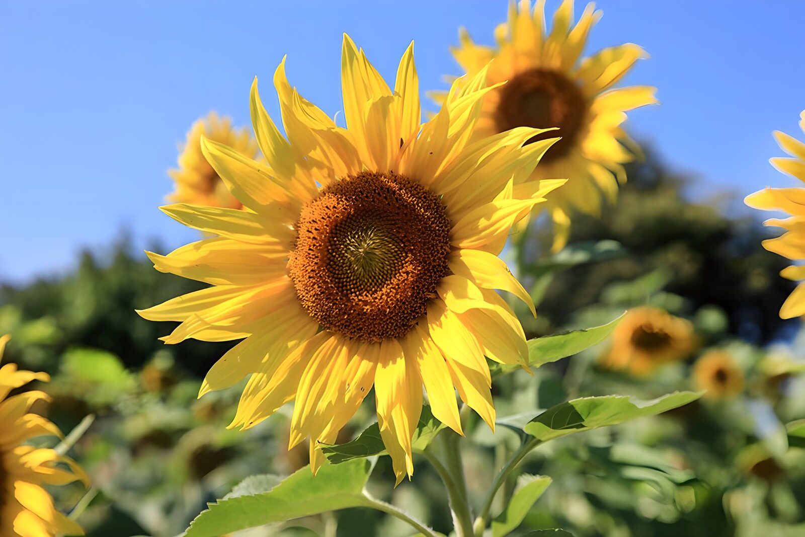TP68063: Een zonnige dag met zonnebloemen