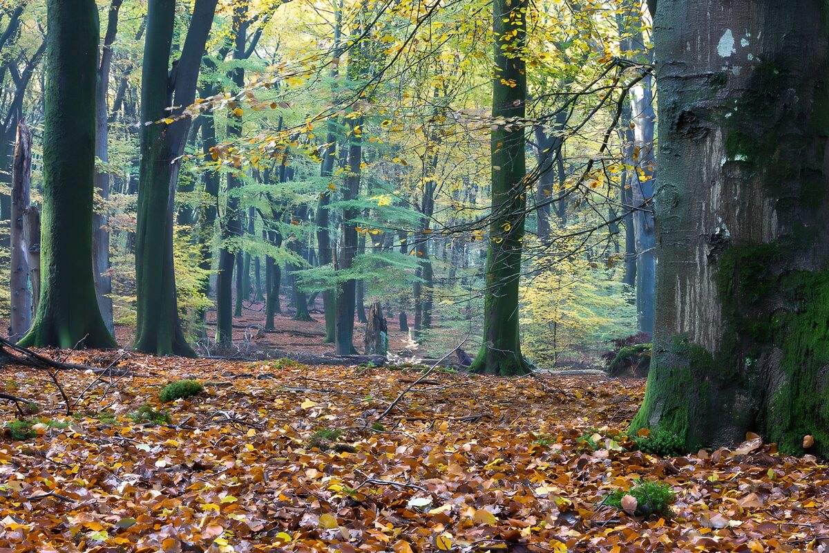 Doorkijkje herfst in het Speulderbos 2