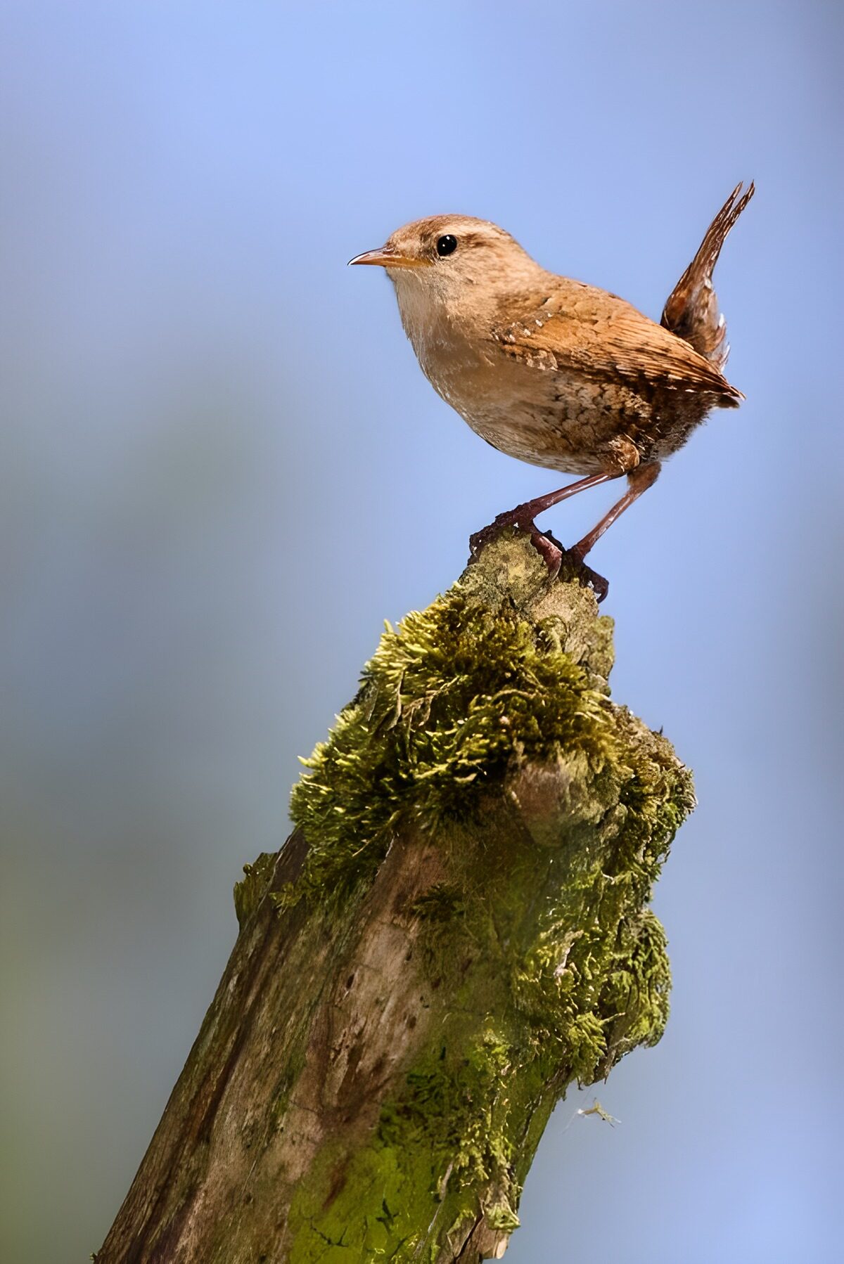 Boerenland Vogel op een Stam
