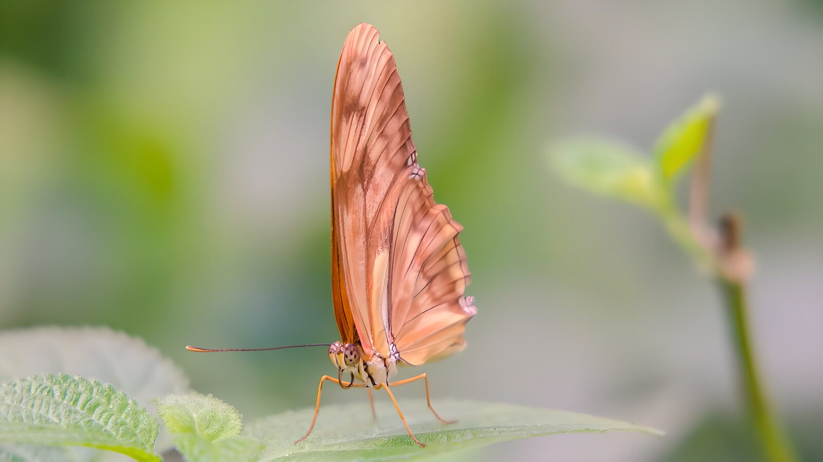 TP26856: Prachtige oranje vlinder op blad