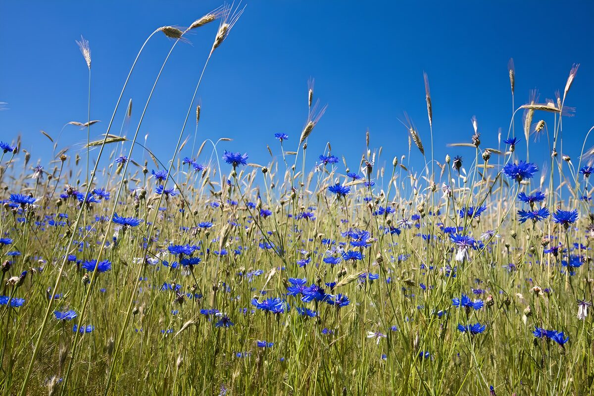 Korenbloemen in weiland