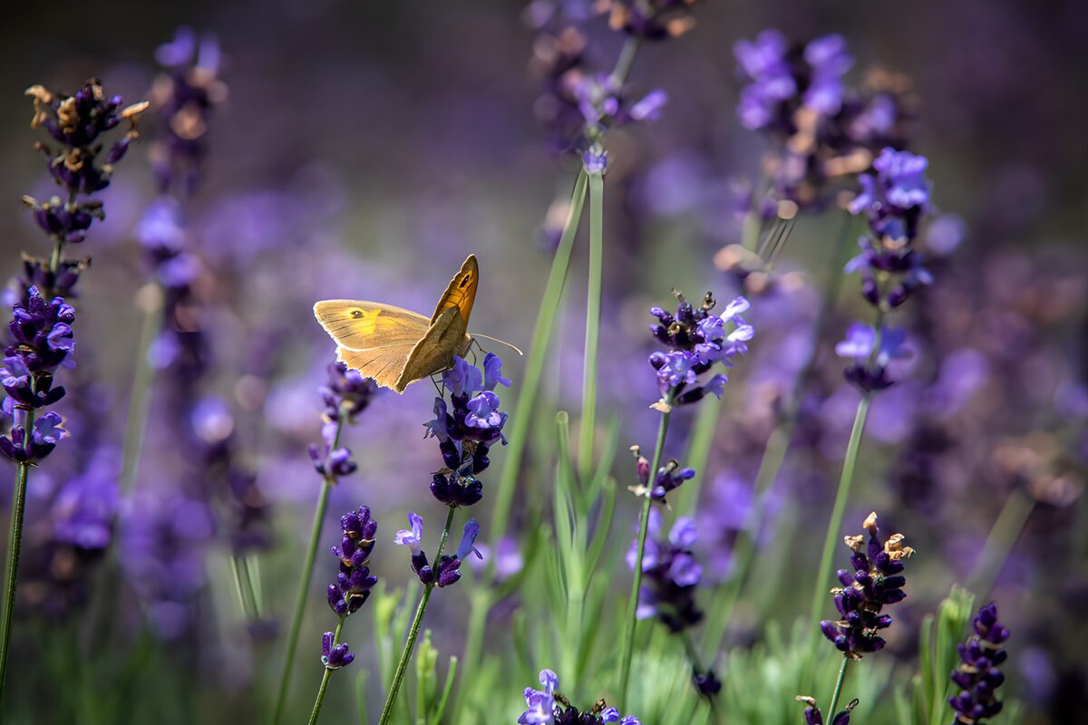 Vlinder op paarse lavendelbloemen