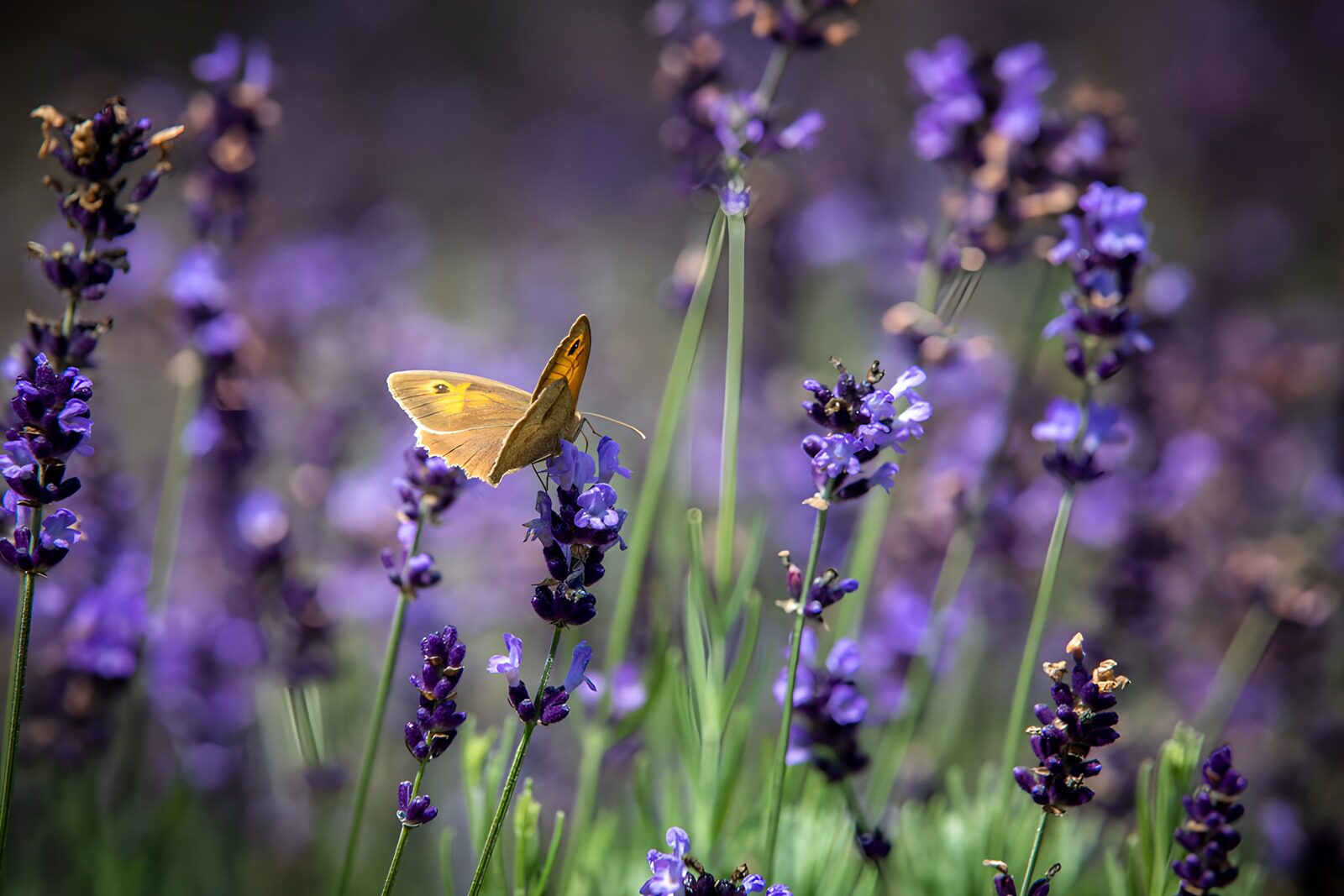 TP14566: Vlinder op paarse lavendelbloemen