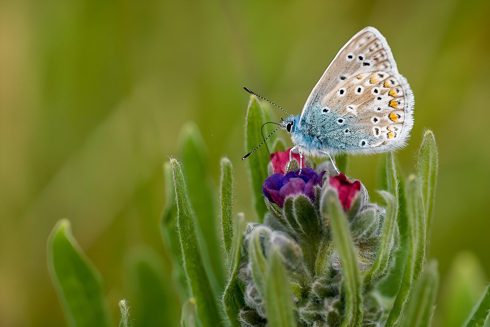 TP82726: Vlinder Icarusblauwtje tussen de bloemen