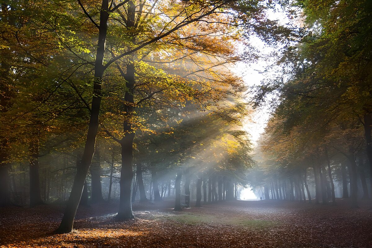 Mysterieus herfstbos met stralenlicht