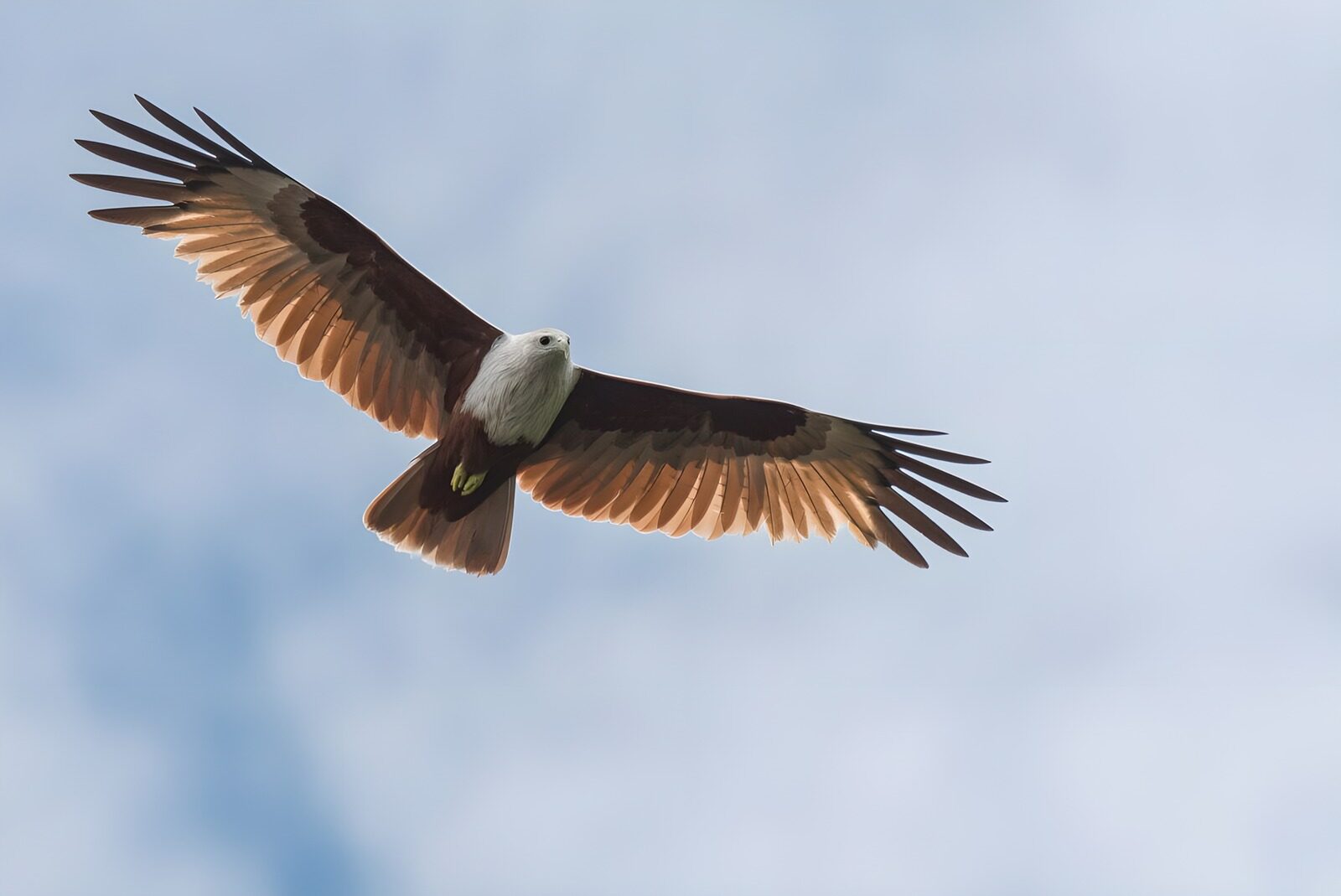 TP74296: Brahminy kite