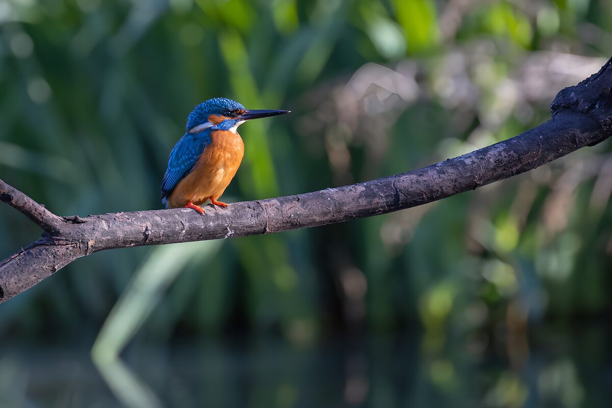 TP57394: IJsvogel op een tak
