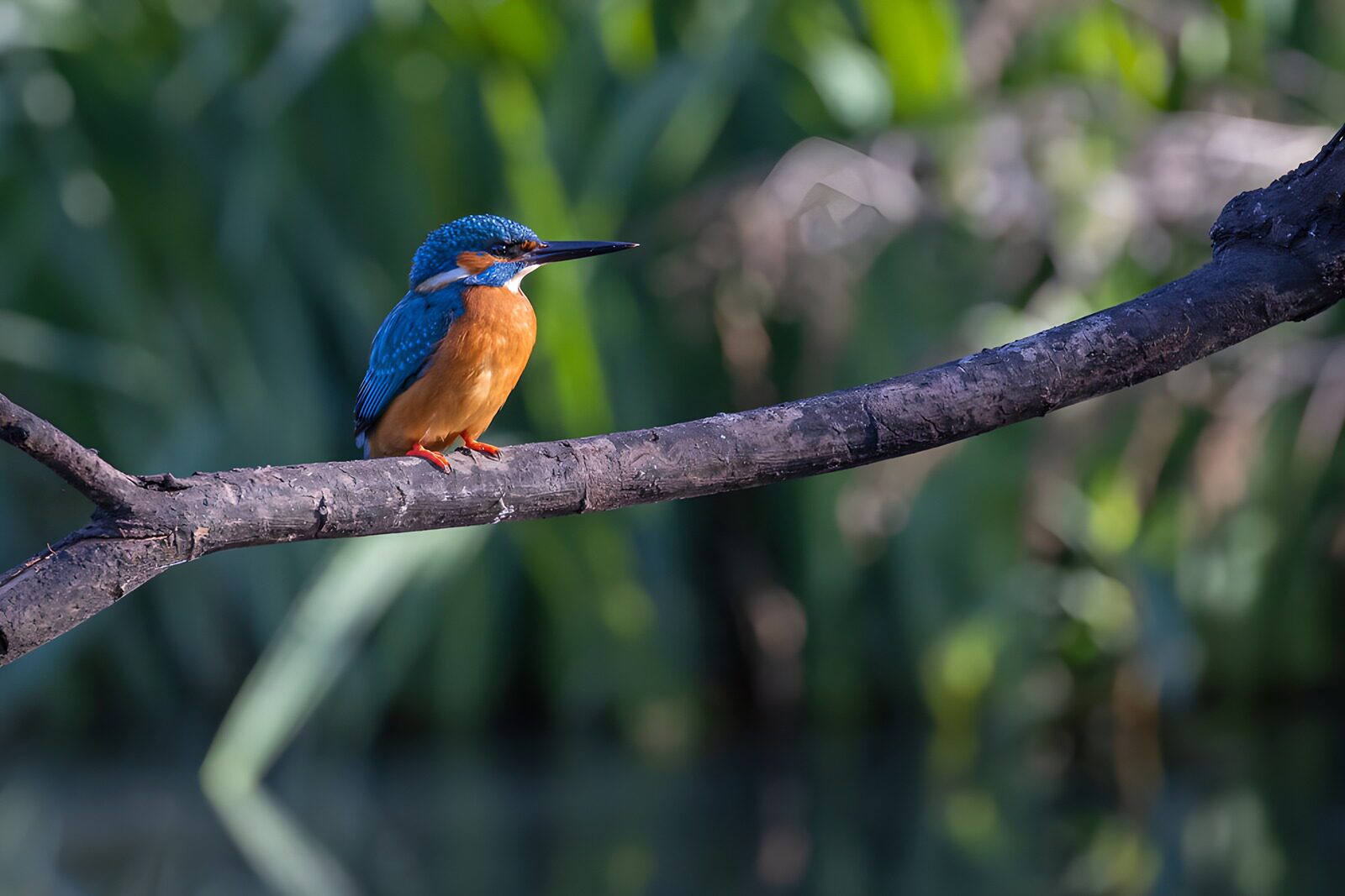TP57394: IJsvogel op een tak
