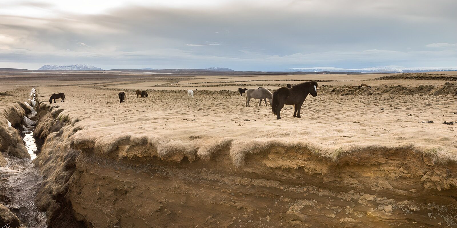TP72356: IJslandse paarden in uitgestrekt landschap