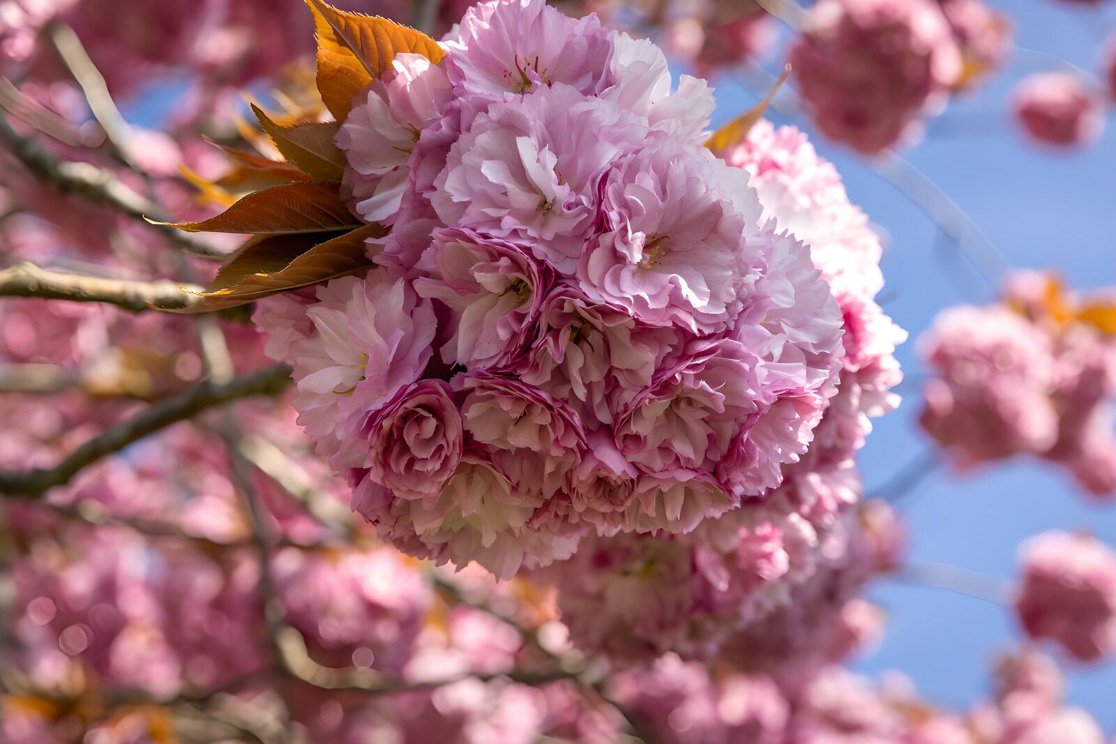 TP13363: Prachtige Roze Bloesems in de Lente