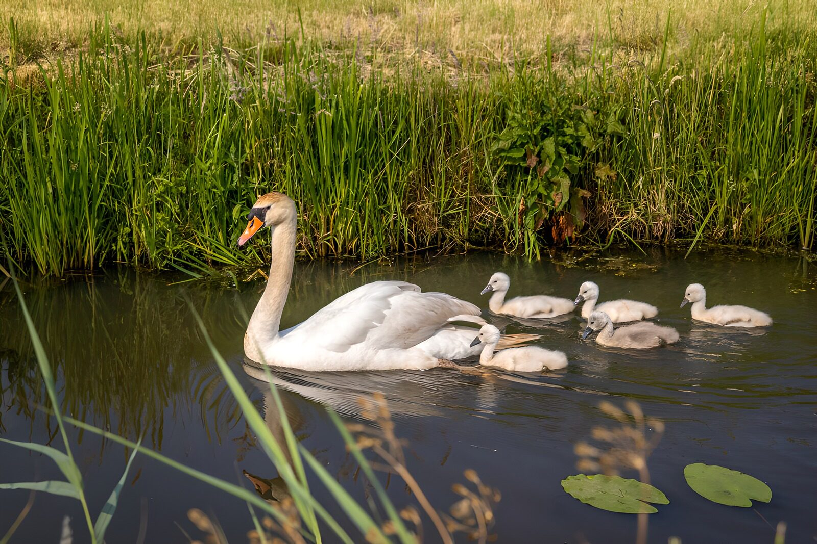 TP66718: Zwanenfamilie Zwemt Samen