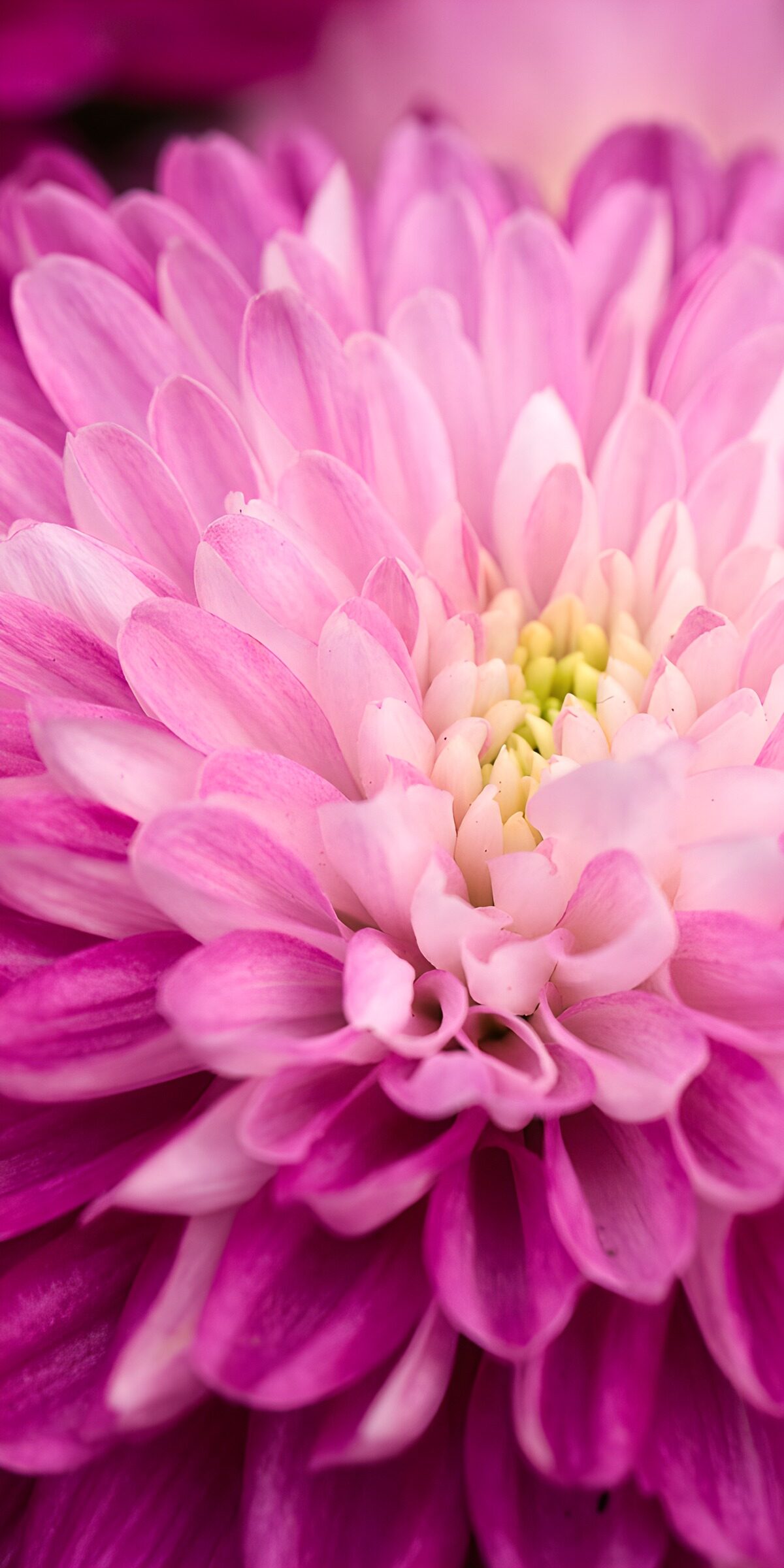 Prachtige roze bloem in close-up
