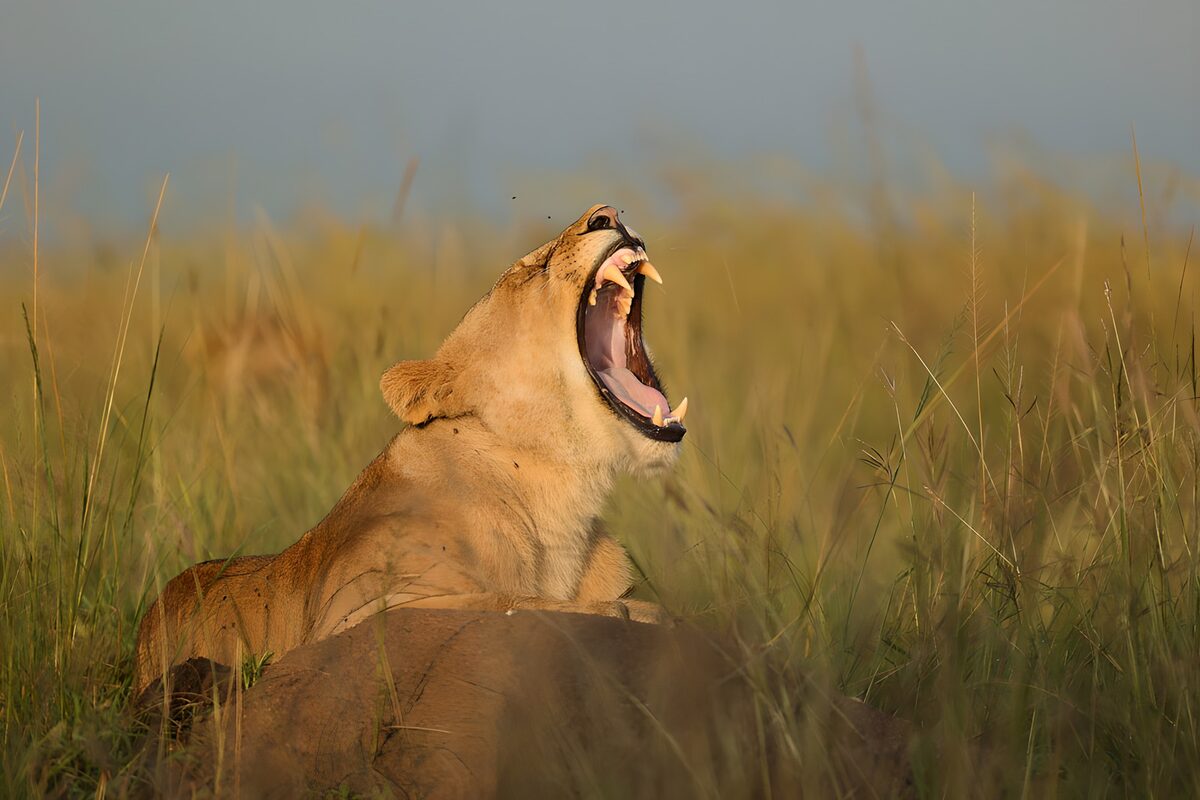 Yawning Lionin de Afrikaanse Savanne