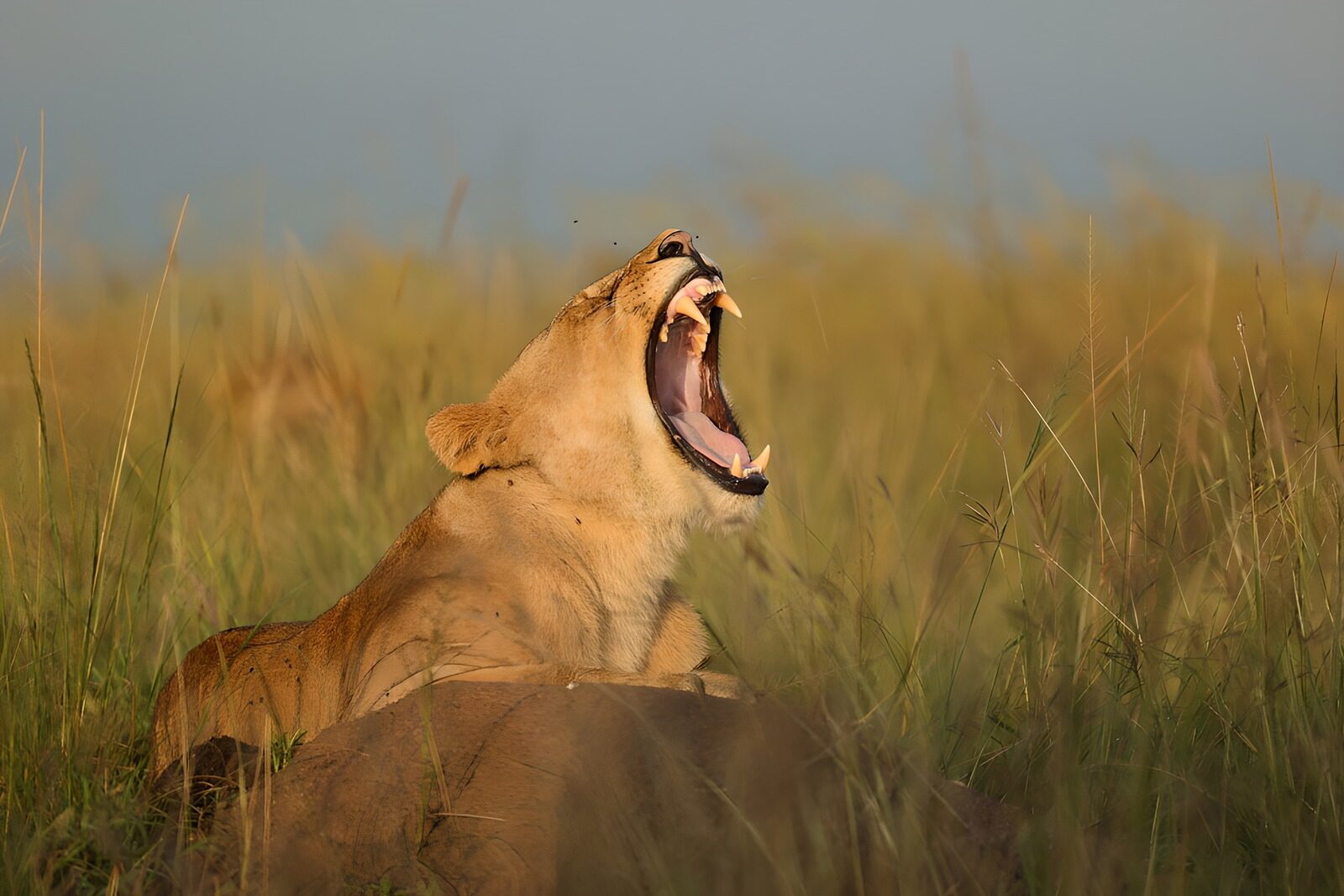 TP81998: Yawning Lionin de Afrikaanse Savanne