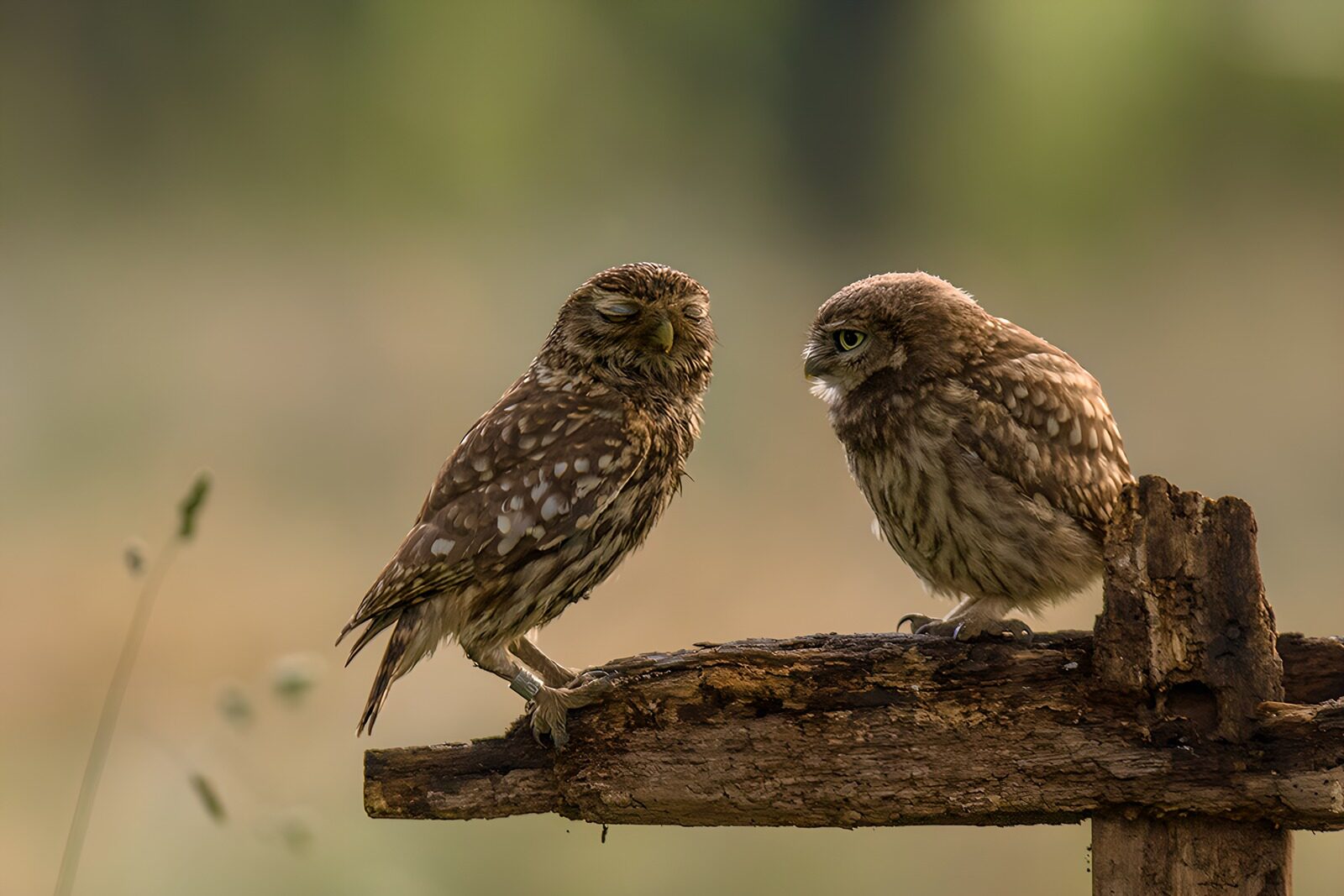 TP41087: Twee uilen op een tak