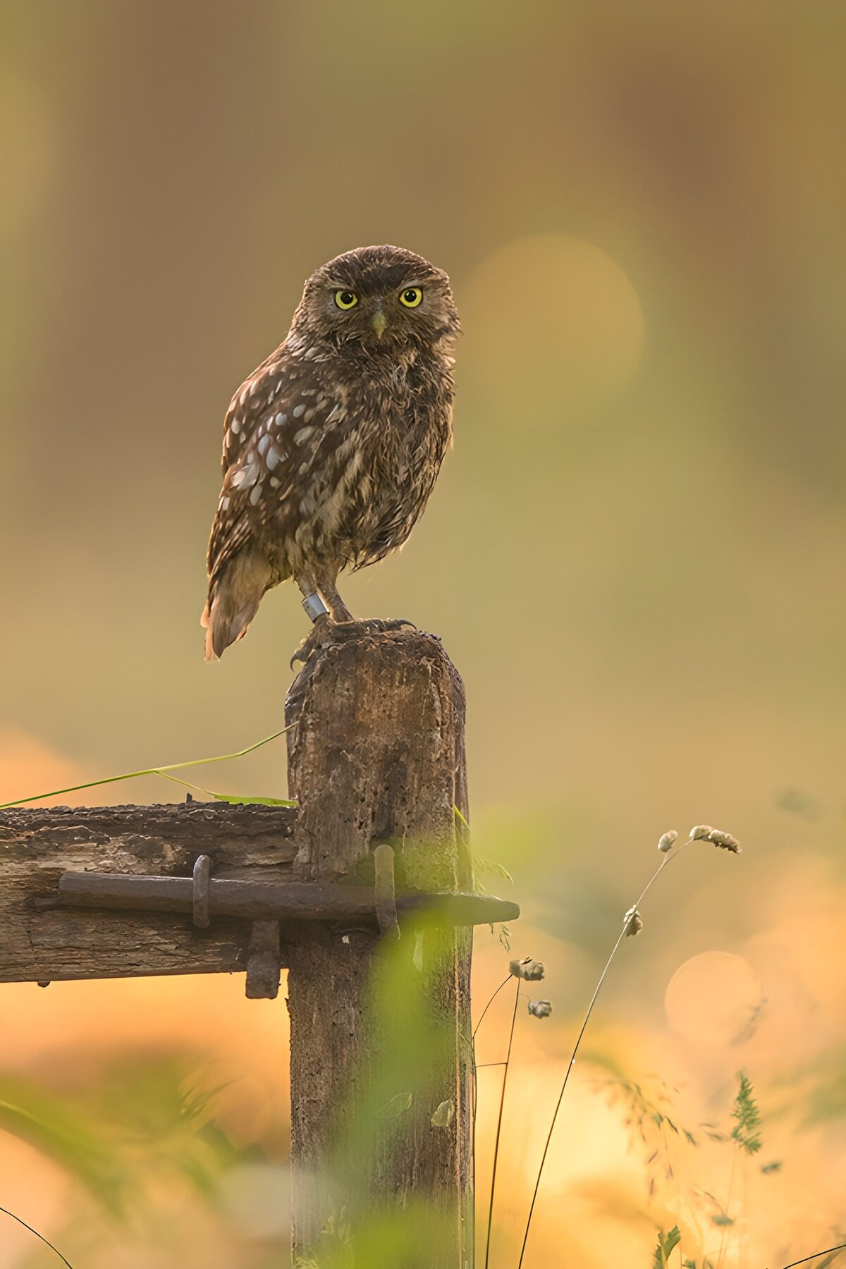 TP44305: Uil op een paaltje in de natuur