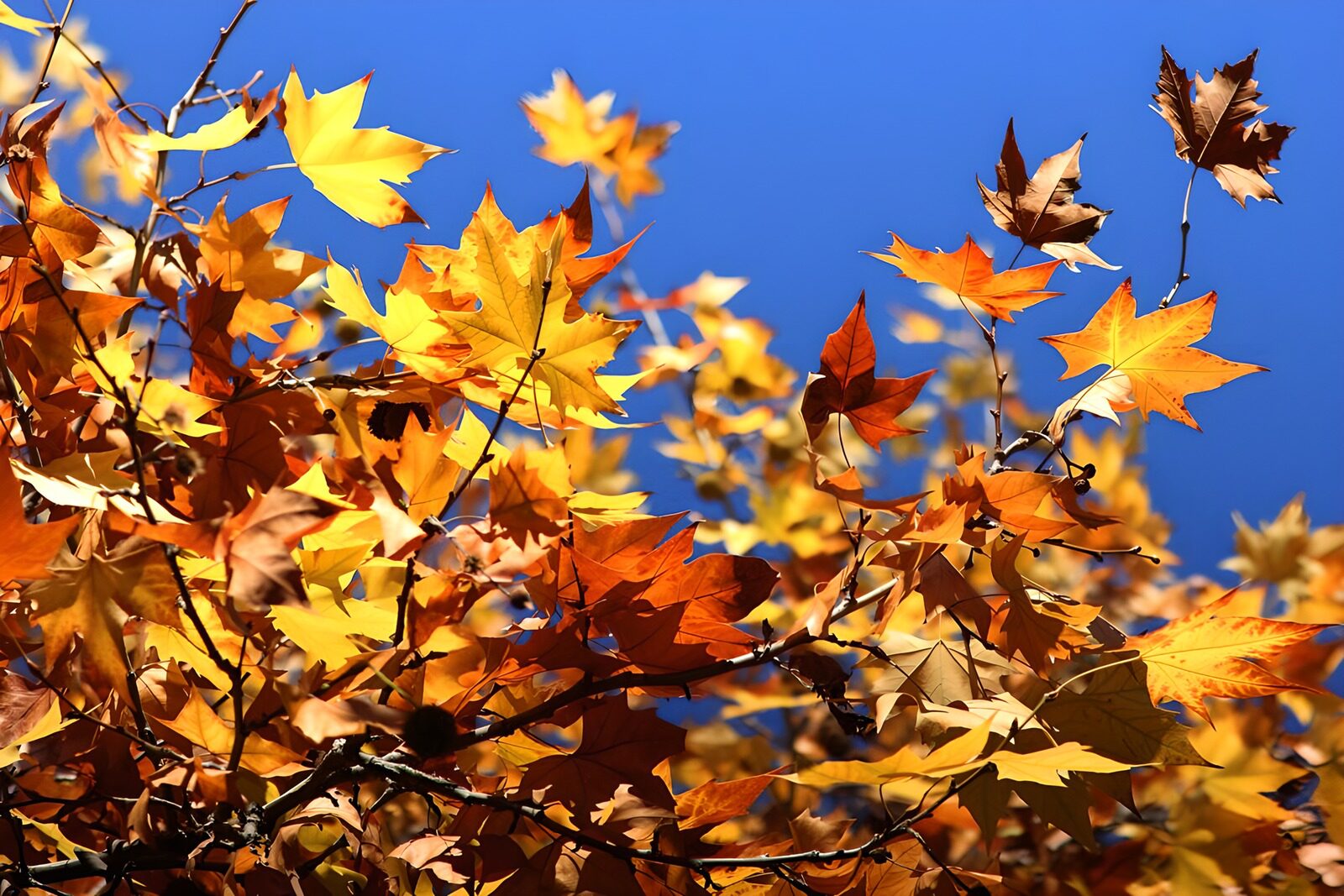 TP24950: : Stralend Herfstblad onder een Blauwe Lucht