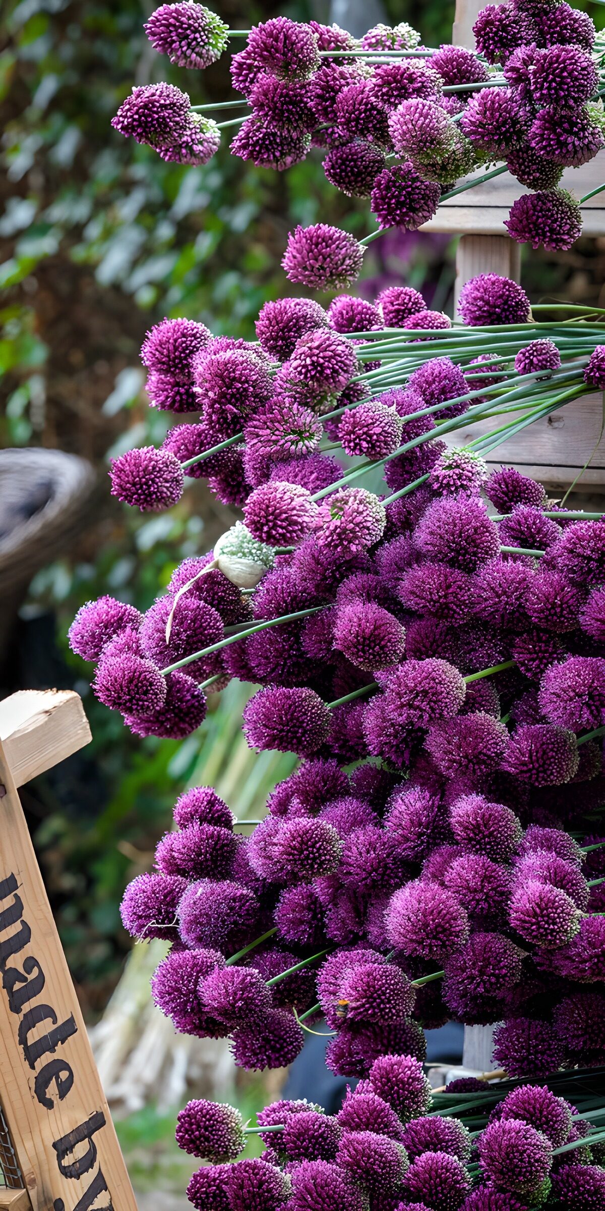 Allium sierui 5
