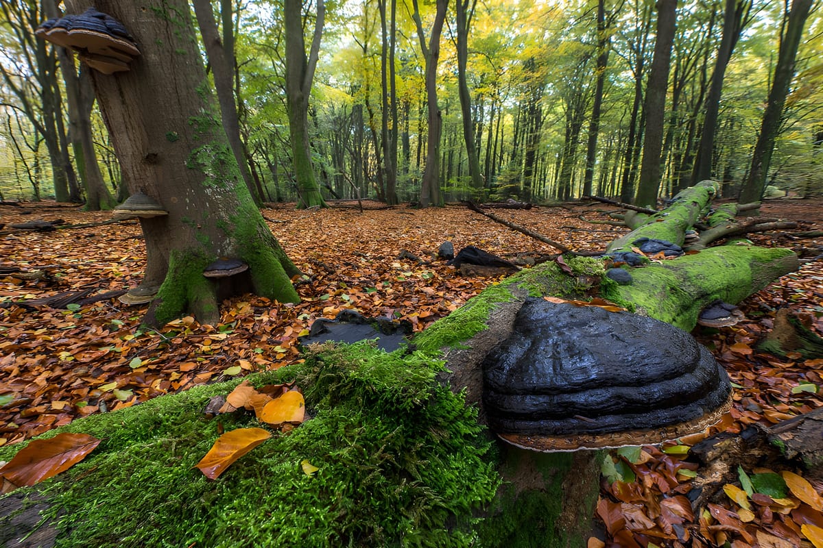 Herfst in het bos met paddenstoelen