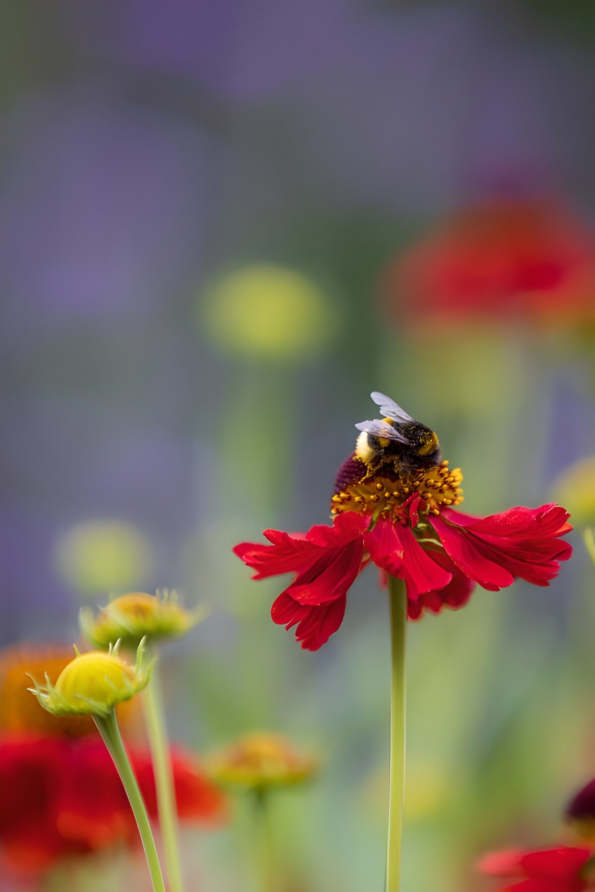 TP85990: Hommel op rode bloem in zachte bokeh