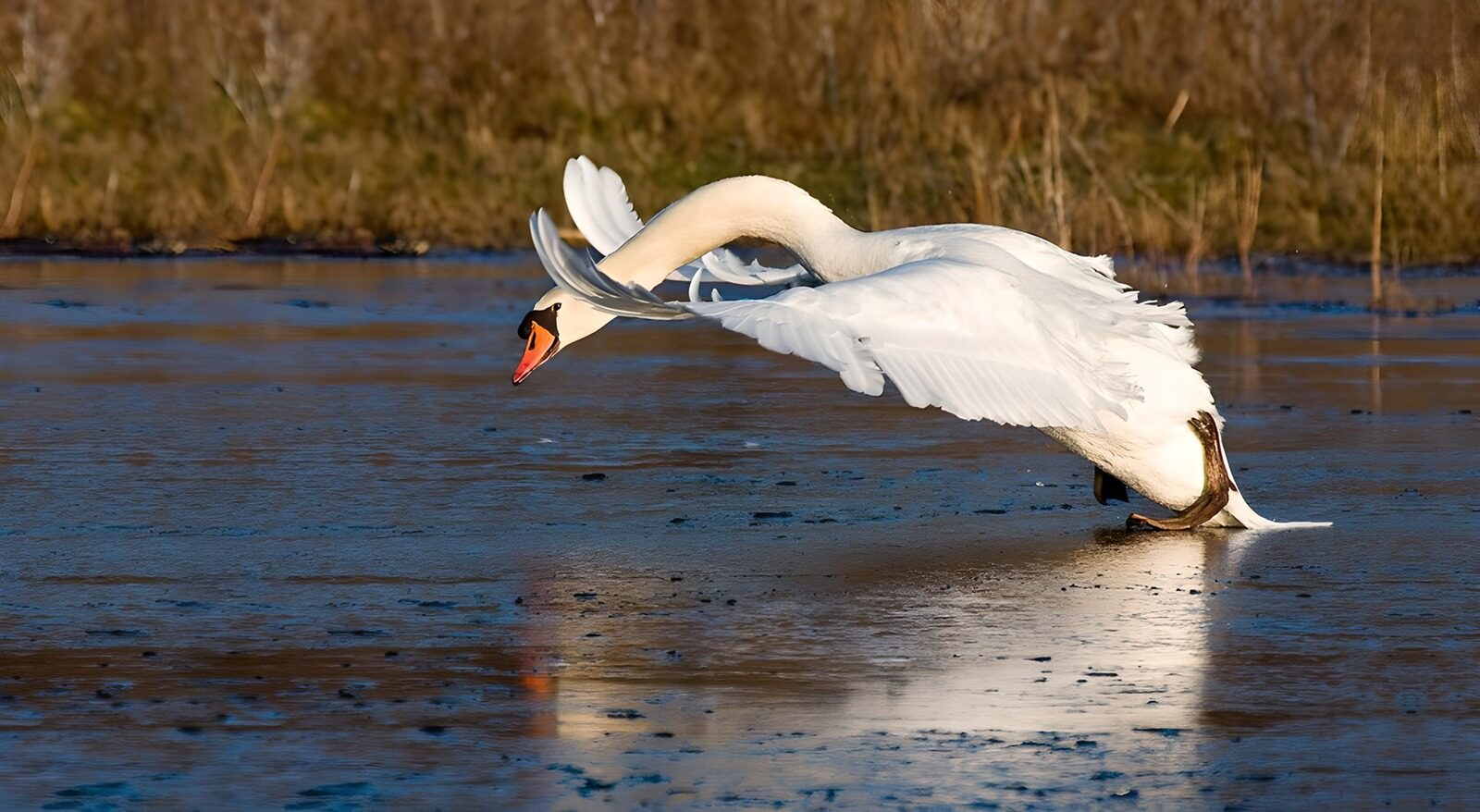 TP67044: Elegante zwaan bij het water
