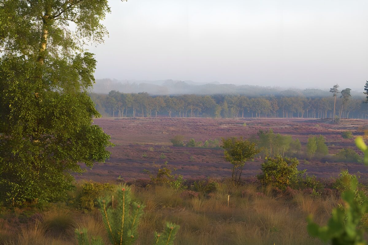 TP11708: Leusderheide