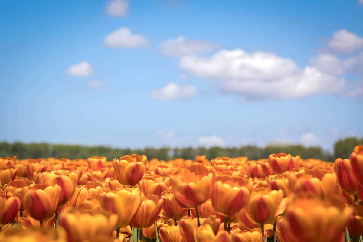 Oranje tulpen in volle bloei